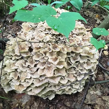 Pensionat Voosemetsa Turismitalu *