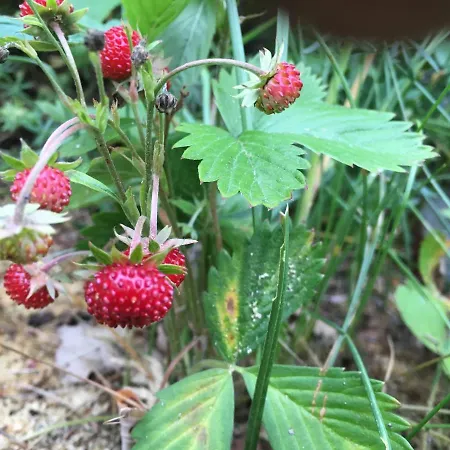 Pensionat Voosemetsa Turismitalu *