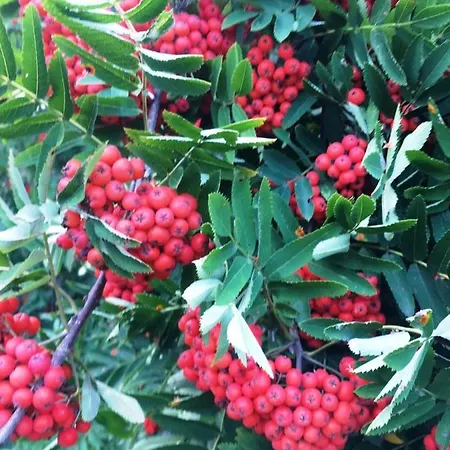 Vendégház Voosemetsa Turismitalu