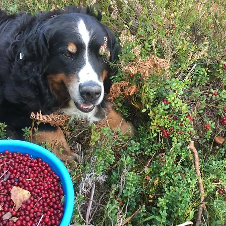 게스트하우스 Voosemetsa Turismitalu Voose (Laanemaa)