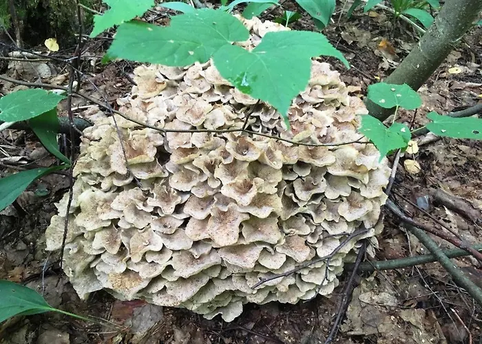 Pensión Voosemetsa Turismitalu *