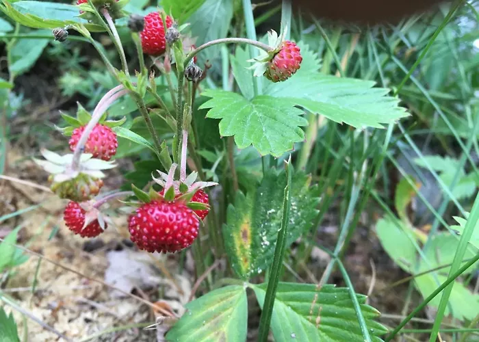 게스트하우스 Voosemetsa Turismitalu *