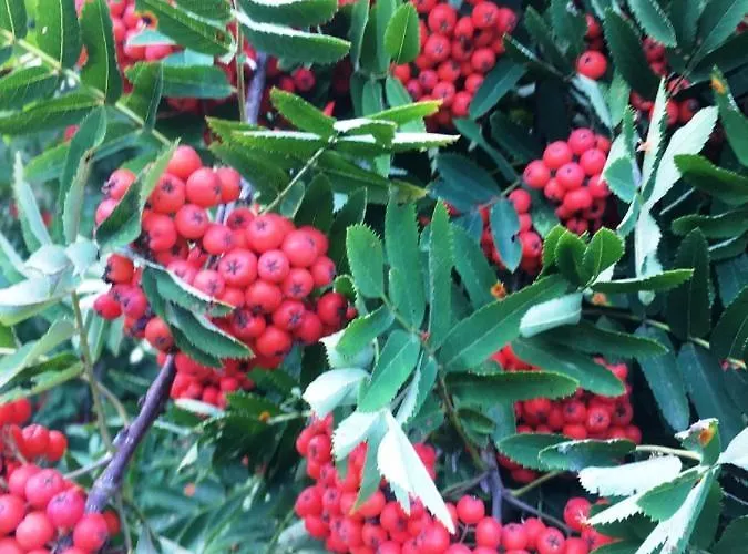 게스트하우스 Voosemetsa Turismitalu