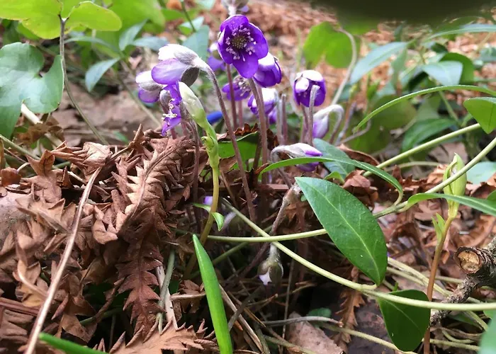 Voosemetsa Turismitalu Voose (Laanemaa)