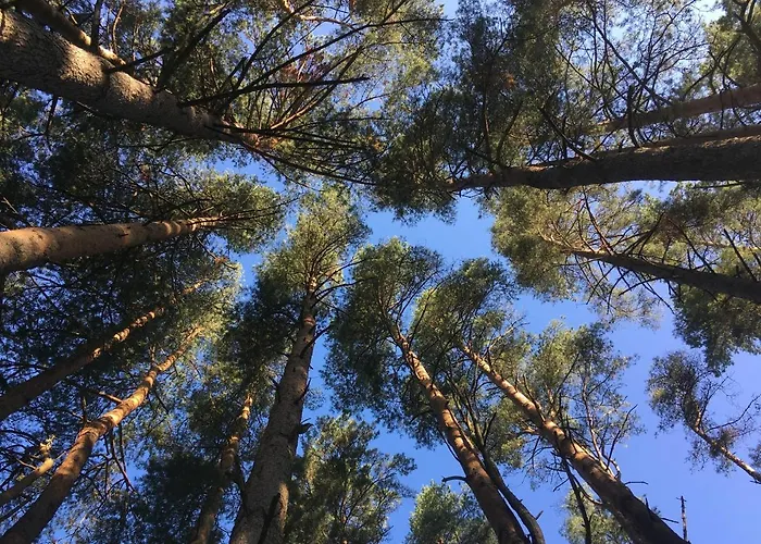 Voosemetsa Turismitalu 게스트하우스 *