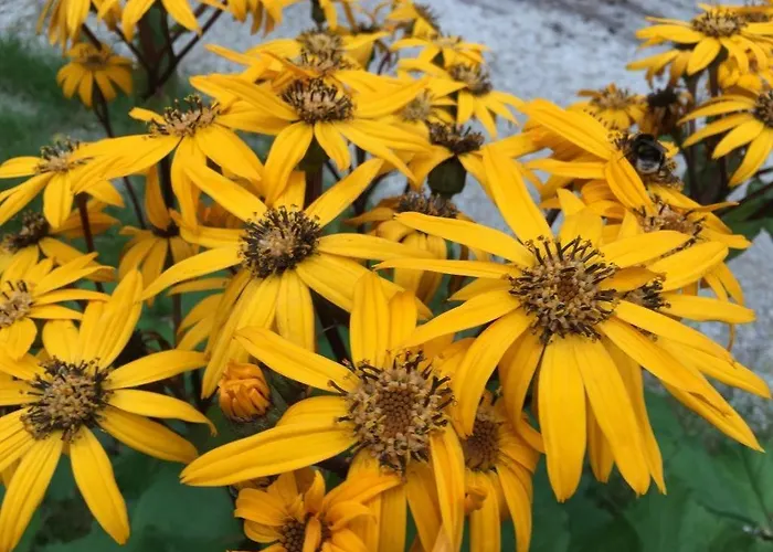 Voosemetsa Turismitalu Pensión