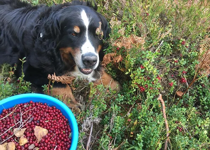 게스트하우스 Voosemetsa Turismitalu Voose (Laanemaa)